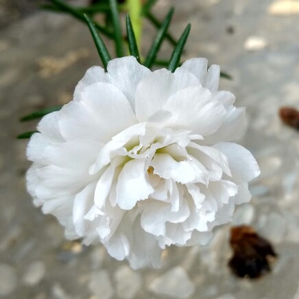 plant image 179583 plant image 179583