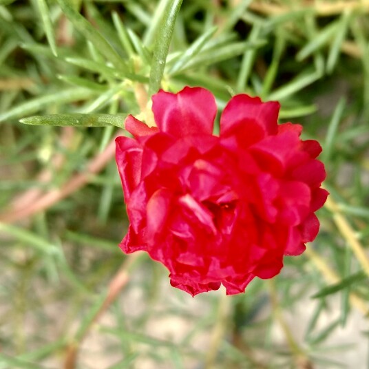 plant image 179584 plant image 179584
