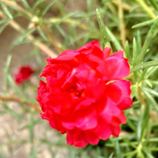 Plant image Portulaca grandiflora 'Red'