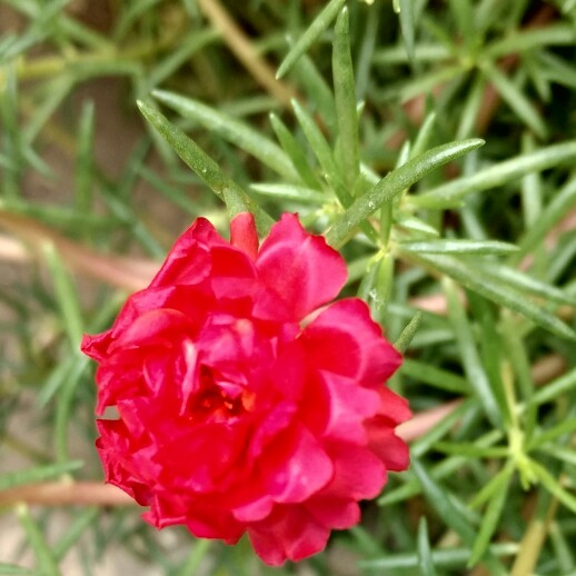 plant image 179587 plant image 179587
