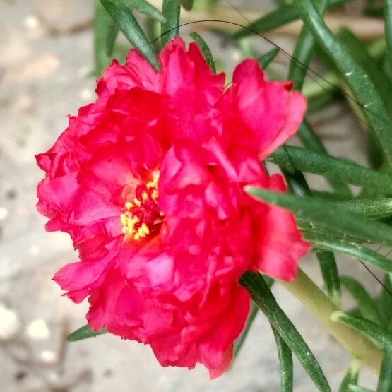 Plant image Portulaca grandiflora 'Red'