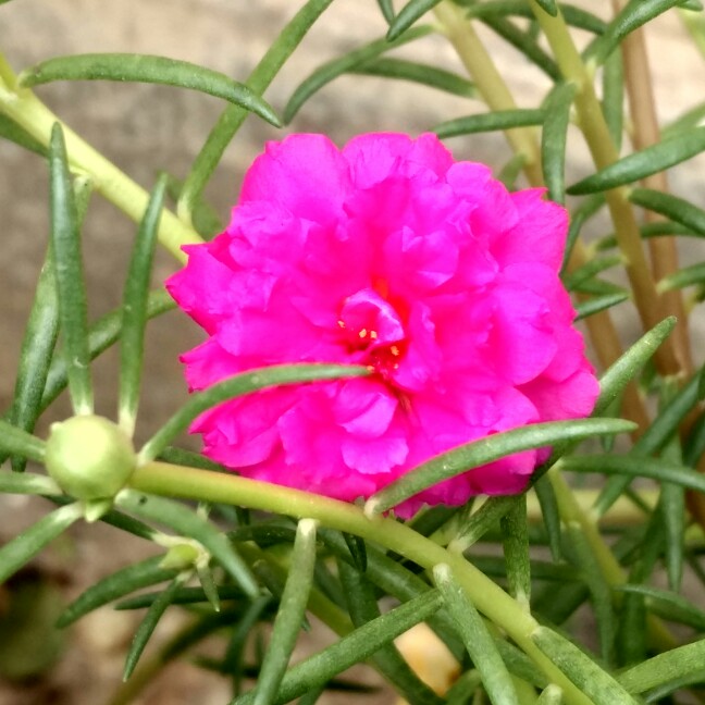 Plant image Portulaca grandiflora 'Pink'