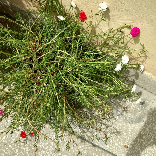 Ankita's garden