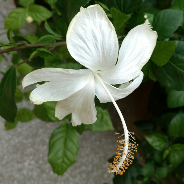 Hibiscus 'Dainty White'