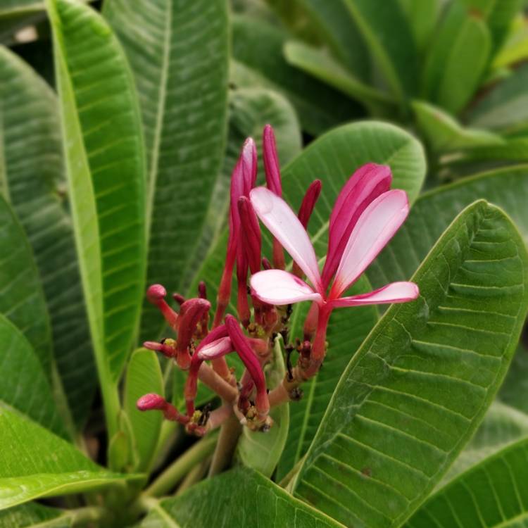 Plant image Plumeria Obtusa