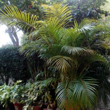 Dypsis lutescens syn. Chrysalidocarpus lutescens, Areca lutescens