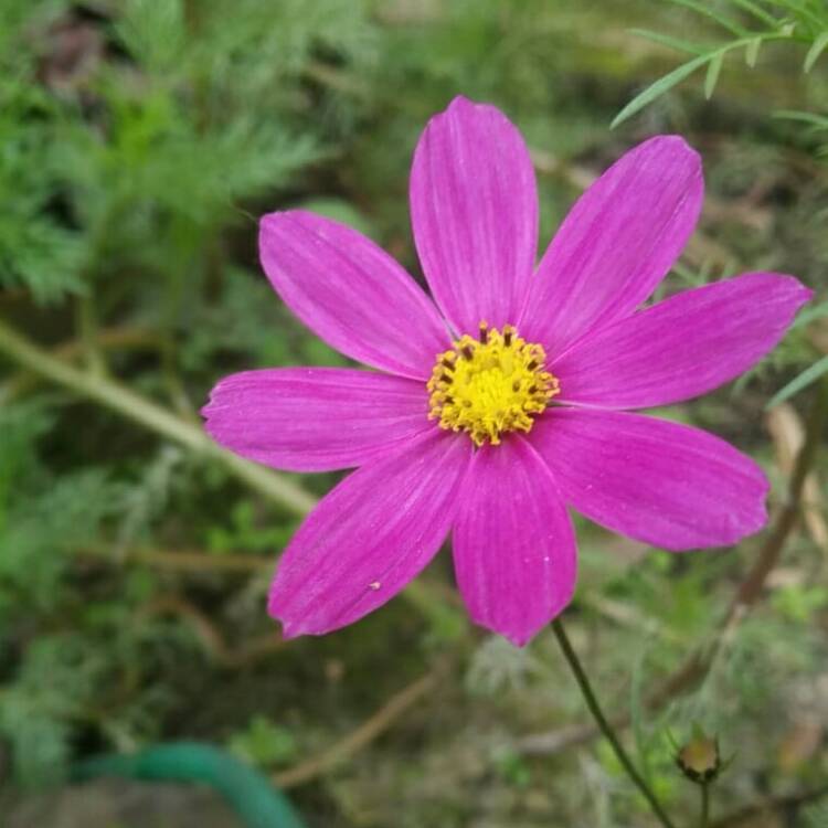 plant image 1250059
