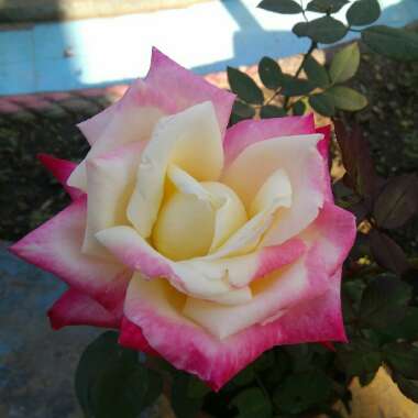 Rosa