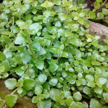 Coleus prostratus syn. Plectranthus prostratus