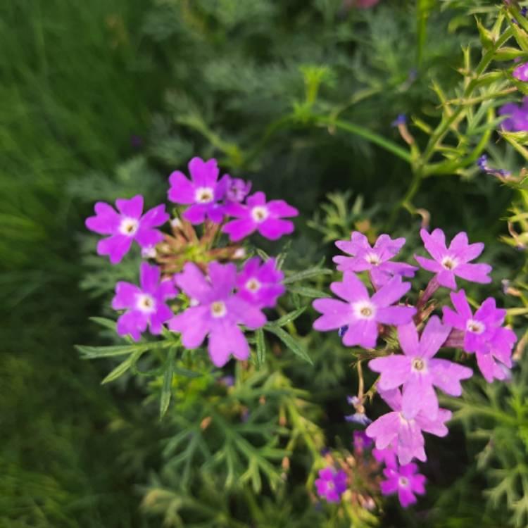 Plant image Verbena 'Tapien Purple Passion'