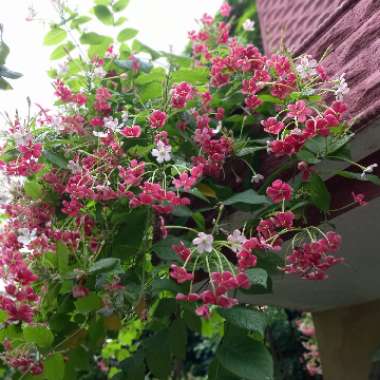 Combretum indicum syn. Quisqualis indica