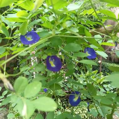 Clitoria ternatea