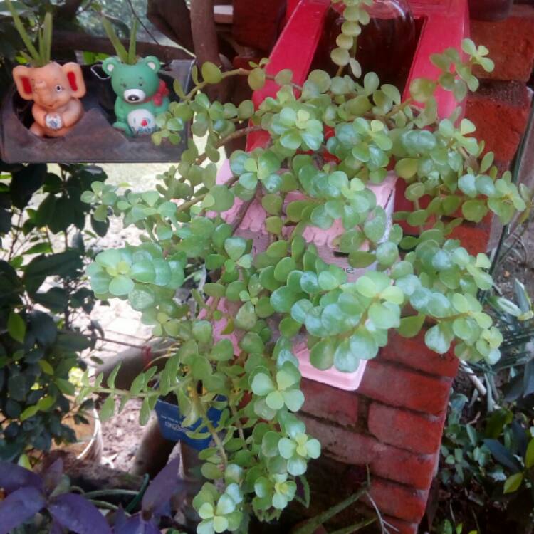 plant image 225905