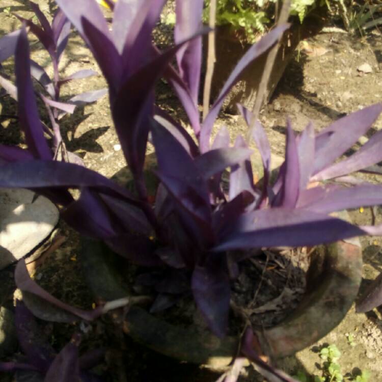 plant image 226373 plant image 226373