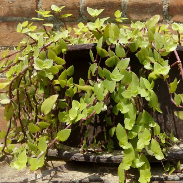 Plant image Tradescantia hybrid 'Blushing Bride'