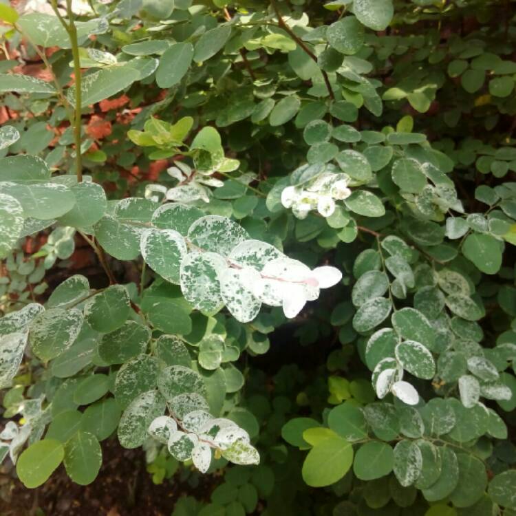 Plant image Breynia disticha