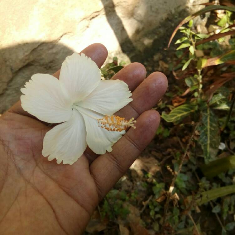 plant image 244524