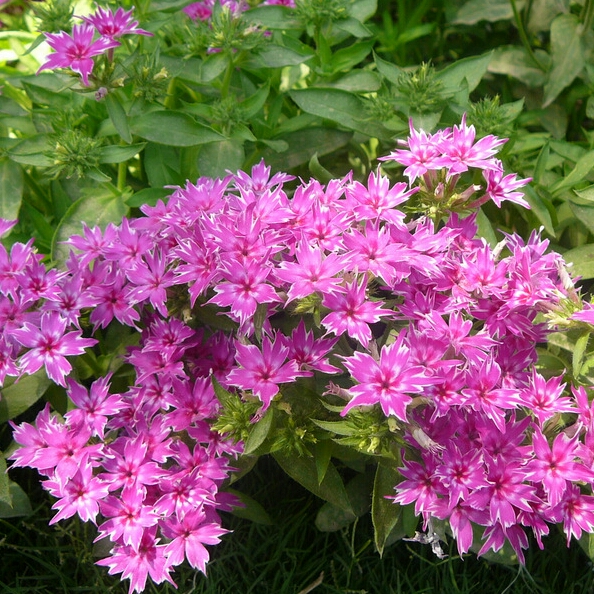 plant image 246744