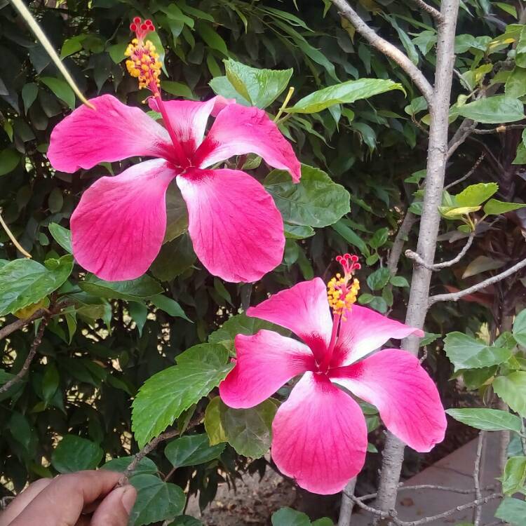 plant image 256020