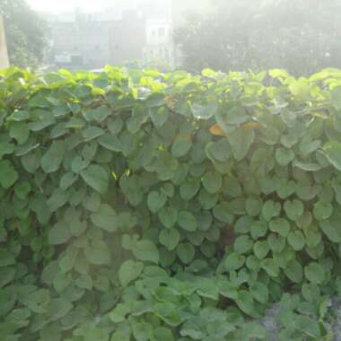 Tinospora cordifolia