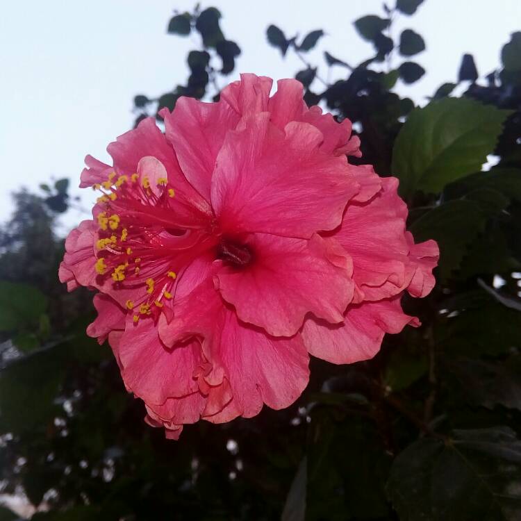 plant image 259576