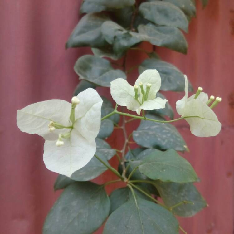 plant image 261366 plant image 261366