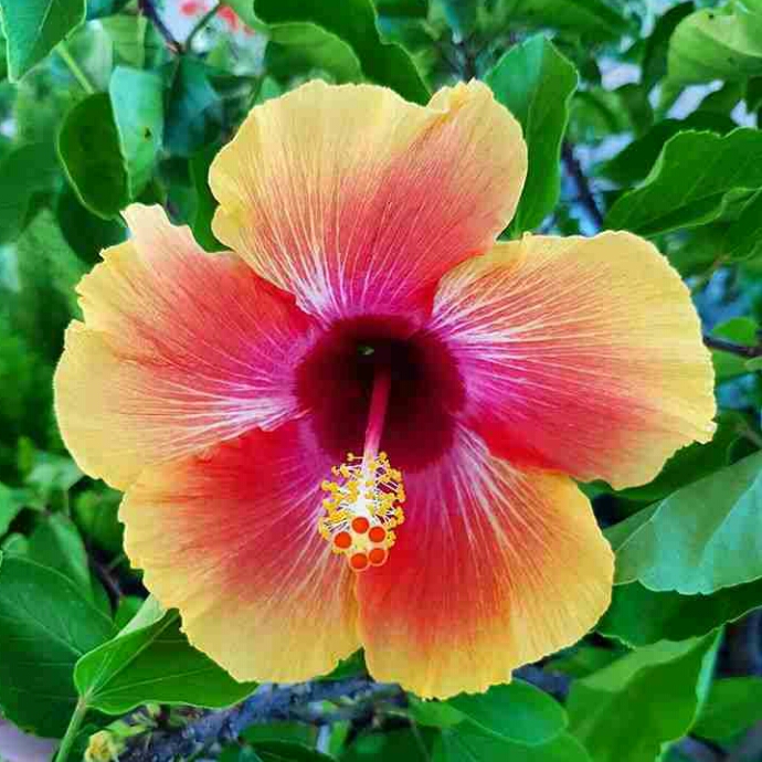 plant image 262315