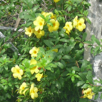 plant image 266563 plant image 266563