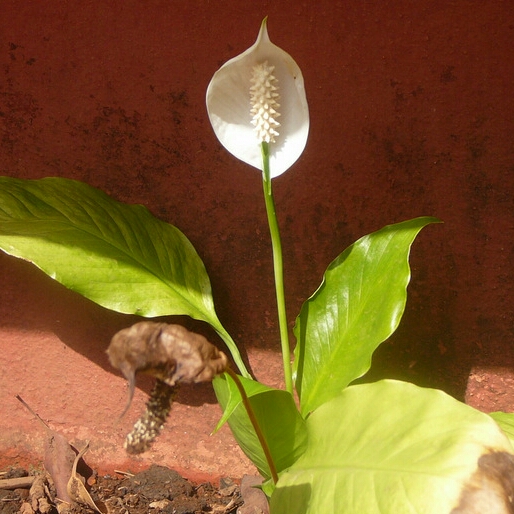 plant image 268041