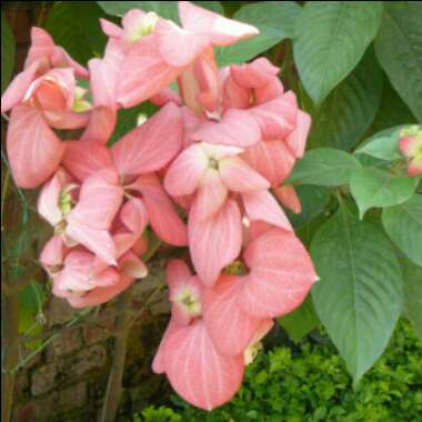 Mussaenda