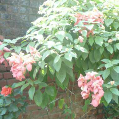 Mussaenda