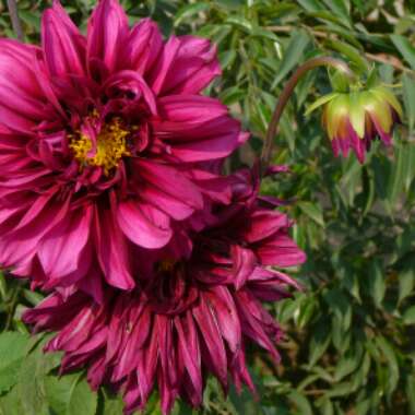 Dahlia (Border Varieties)