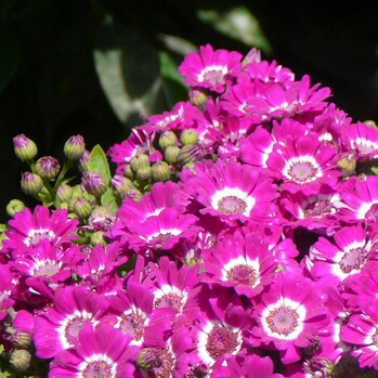 Pericallis x hybrida 'Sunsensereba' (Senetti Series) syn. Pericallis 'Senetti Magenta Bicolor'