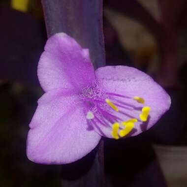 Tradescantia pallida 'Purpurea' syn. Tradescantia pallida 'Purple Heart'
