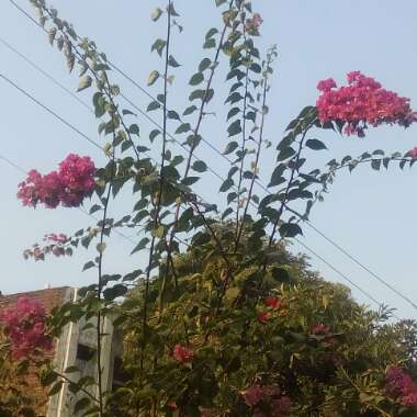 Bougainvillea