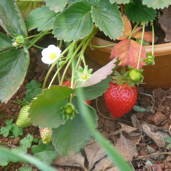 plant image 280467 plant image 280467