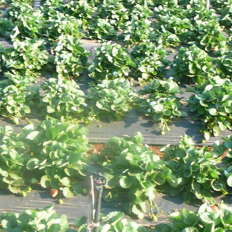 plant image 280473 plant image 280473