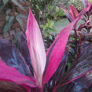 Cordyline Fruticosa 'Red Sister'