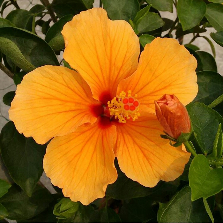 plant image 283630