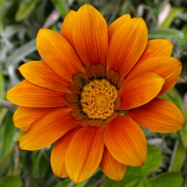 Gazania