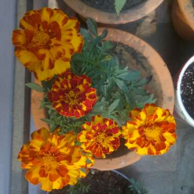 Tagetes