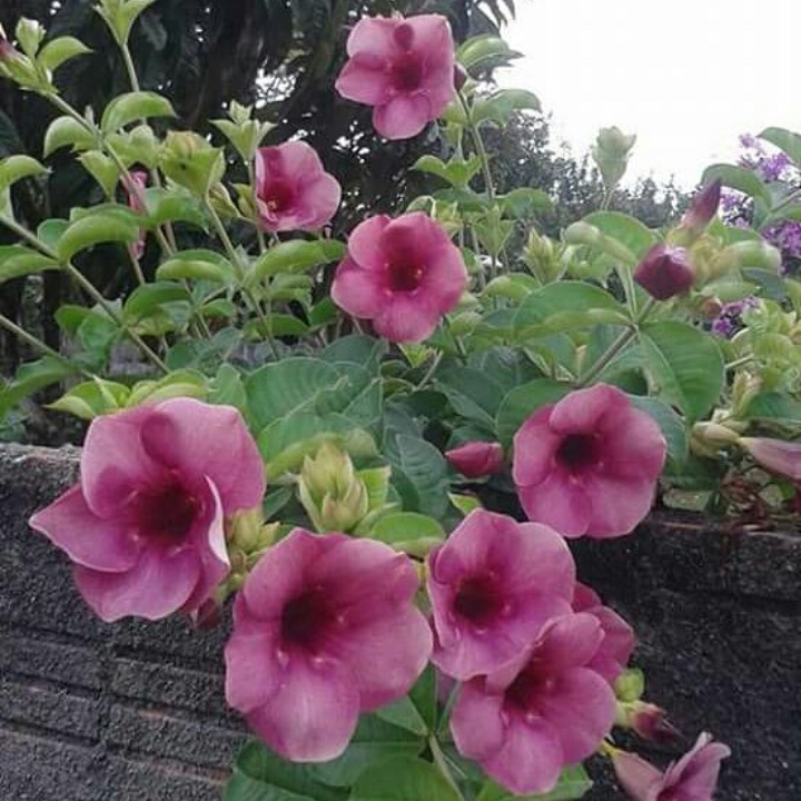 Plant image Allamanda cathartica