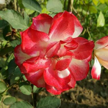 Rosa