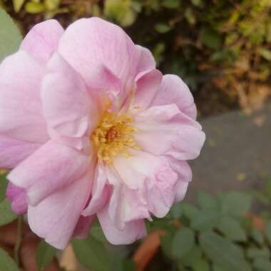 Rosa 'Ausmixture' syn. Rosa 'Olivia Rose Austin'