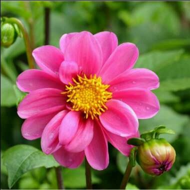 Dahlia (Border Varieties)
