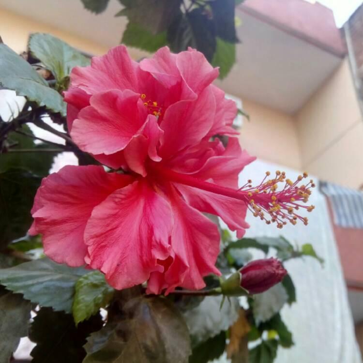 plant image 294497