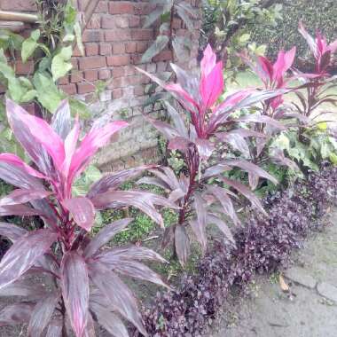 Cordyline Fruticosa 'Red Sister'