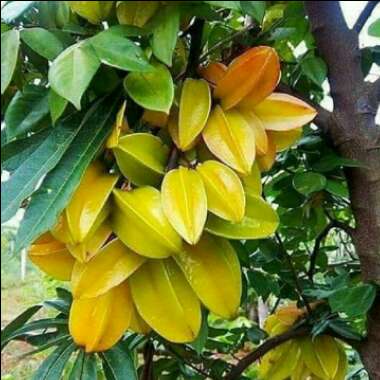 Averrhoa Carambola