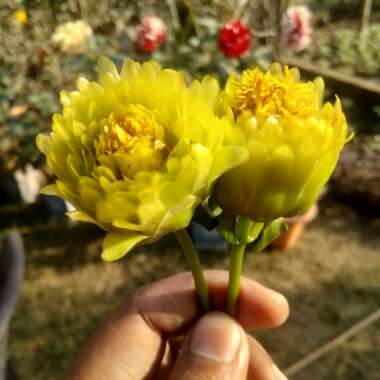 Dahlia