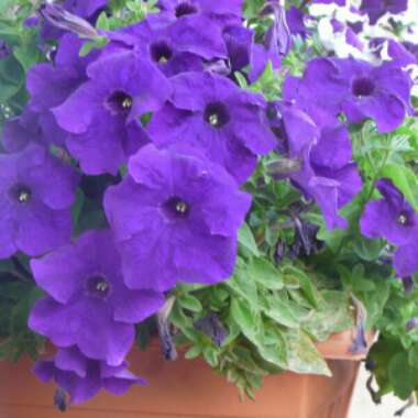 Petunia